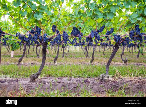 Dark Blue Vineyard Grapes On Trees Stock Photo Alamy