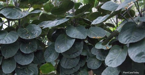 Outdoor plant care tips and gardening inspiration. How To Grow and Care For Aralia Fabian - GARDEN OUTDOOR PRESS