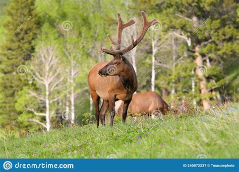 American Bull Elk Standing In A Grassy Meadow Stock Image Image Of