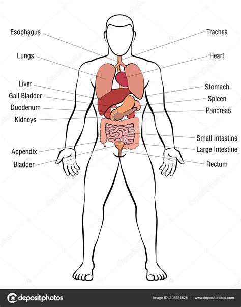Male Internal Organs Map Body Layout Organs Koibana Info Human Body