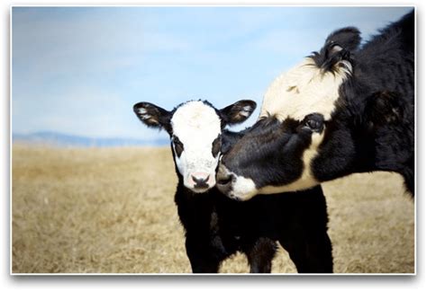 Mother Cow With Her Baby Bite Size Vegan