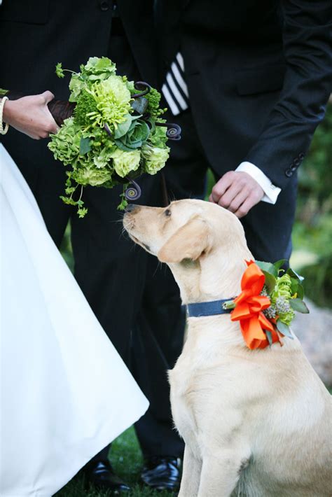 Wedding Details Dog Ring Bearer Collar Elizabeth Anne Designs The