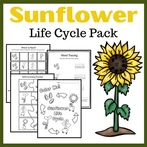 Life cycle of a sunflower. Life Cycle of a Sunflower Worksheets