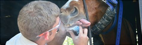 Andrew Portch Equine Dentist