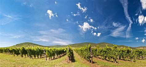 виноградник панорамы стоковое фото изображение насчитывающей сельско