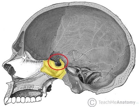 Middle Cranial Fossa Boundaries Contents Teachmeanatomy