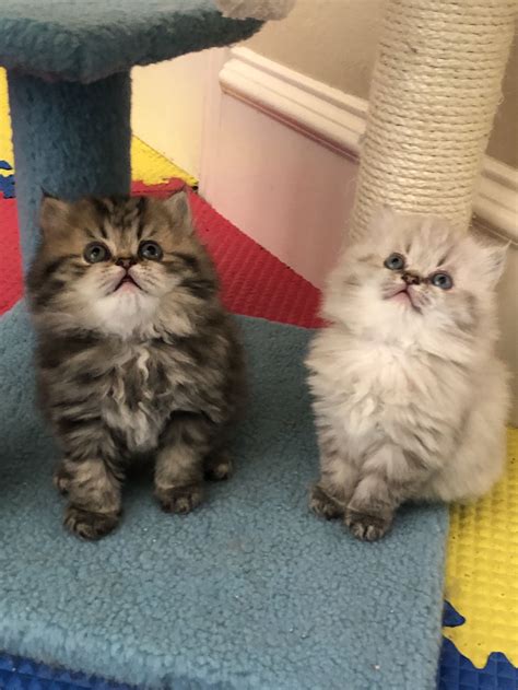 Your local dog groomer is as close as your neighborhood petsmart! Persian Cat For Sale Near Me - Pets Ideas