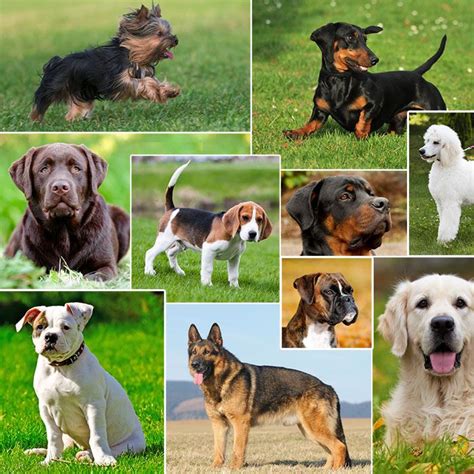The Most Popular Dog Breeds In The Us Adventure Companion