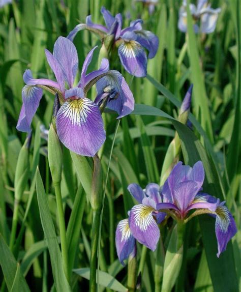 Iris Versicolor Northern Blue Flag 1 Quart Blue Flag Iris Northern