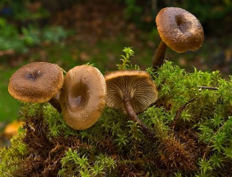 Gower Wildlife Some Late Autumn Fungi