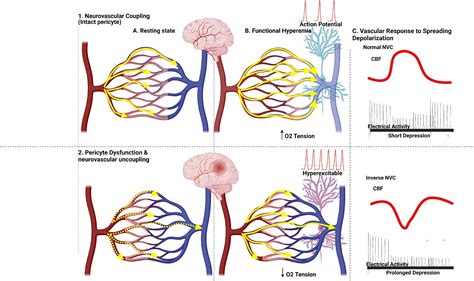 Frontiers Pericytes Intrinsic Transportation Engineers Of The Cns