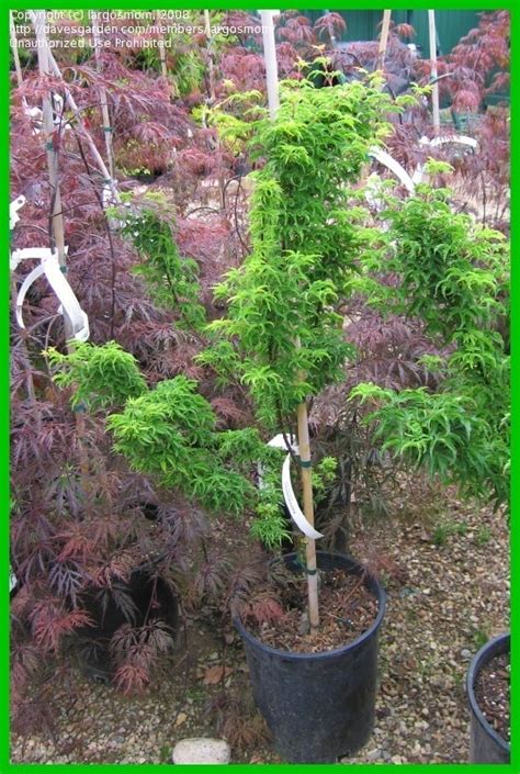 If you trim the smaller branches back leaving larger and thicker branching with. Japanese Maples: Lion's Head Japanese Maple (Shishigashira ...