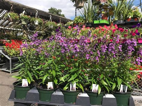 Especially if they are the spreading/sprawling. ANGELONIA Ideal annual for sunny, hot spots in containers ...