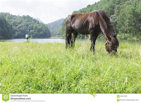 The Brown Horse Eat The Grass Stock Image Image Of Eating Horses