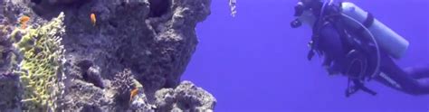 Qué es un Arrecife buceo VERACIDAD CHANNEL