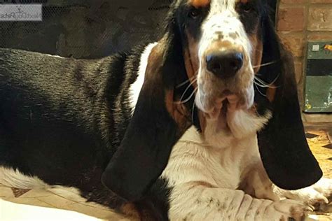 Maybe you would like to learn more about one of these? Basset Hound Puppies For Sale Houston | PETSIDI