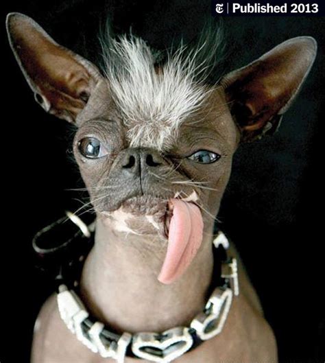 Rest In Peace Elwood ‘worlds Ugliest Dog The New York Times