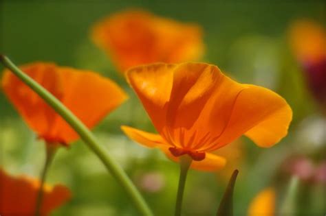 How To Grow California Poppy From Seed Eschscholzia