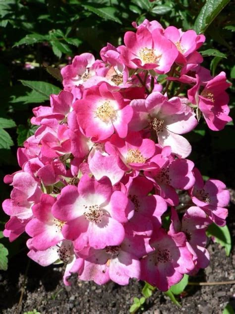 Free Picture Pink White Flowers
