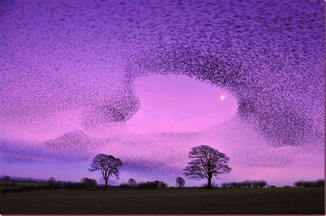 Murmuration Of Gretna Green Starlings Nature Photography Landscape