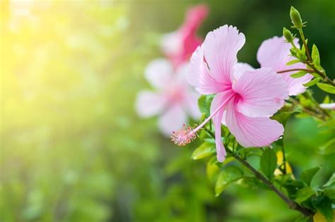 Premium Photo Pink Hibiscus Flower Blooming On Green Nature