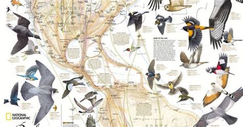 National Geographic Bird Migration Map Maps Pinterest Bird