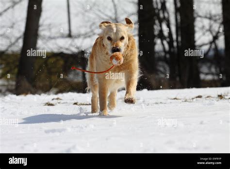 Working Golden Retriever Stock Photo Alamy