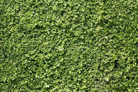 Green Bush Wall Background Texture Stock Image Image Of Repeat Field