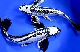Learn all the basic facts about the great butterfly koi! Real Japanese Fish | The Bryans Koi Fish