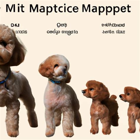 How Big Does A Maltipoo Get Exploring The Genetics Diet And Exercise