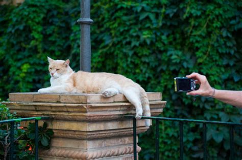 Photographing Your Feline Friend
