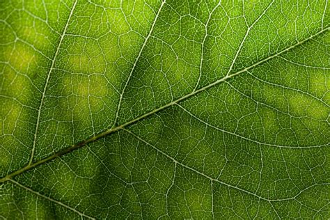 Green Leaf Texture Wild Textures