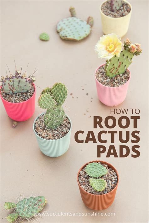 How To Propagate Cactus Pads Succulents And Sunshine How To Grow