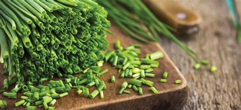 Not only chives and spring onion differ for their culinary use, but also for their aspect, and care in an indoor garden. Chives vs. Scallions (Green Onions): What's the Difference ...