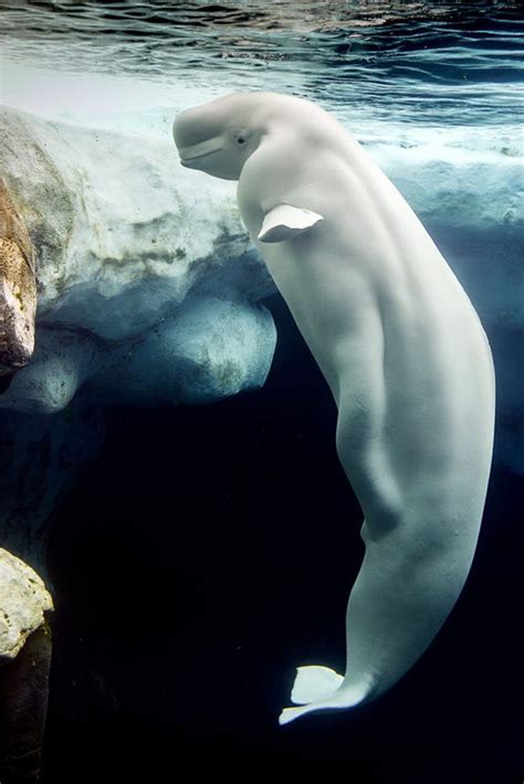 Beluga Whale Beautiful Sea Creatures Water Animals Sea Creatures