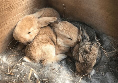 The Best Rabbit Nesting Box Reviews For 2022 Animal Corner