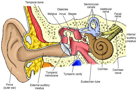 Describe The Internal Structure Of Human Ear With