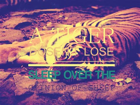 A Tiger Doesnt Lose Sleep Over The Opinion Of Sheep Tiger Quotes