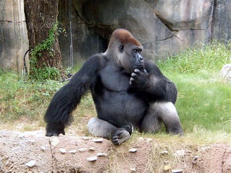 Thinking Gorilla By Baby Gollum On Deviantart