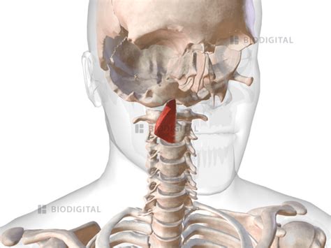 Superior Pharyngeal Constrictor Biodigital Anatomy Hot Sex Picture