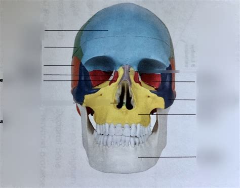 Bone Anatomy Front Diagram Quizlet