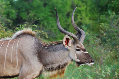 Greater Kudu Nature Travel Active