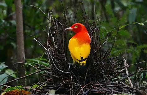 The Flame Bowerbird Displays The Most Intense And Harmonious Shades Of