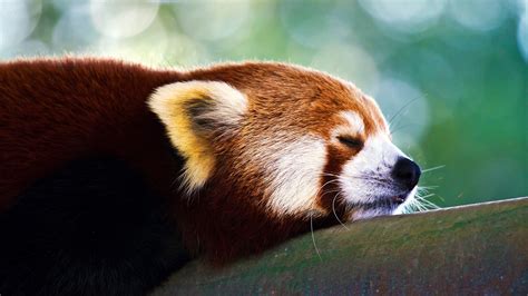 Download Wallpaper 2560x1440 Red Panda Sleep Face Widescreen 169 Hd