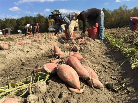 north carolina sweet potato harvest much slower than usual
