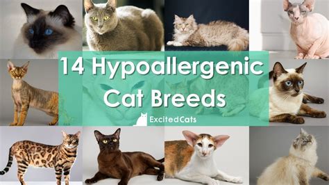 14 Hypoallergenic Cats Cat Breeds 101 Youtube