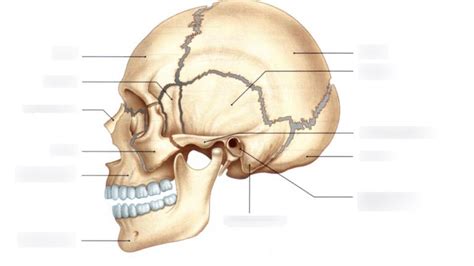 Schéma Des Os Du Crâne Vue De Profil Diagram Quizlet