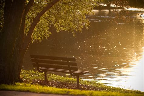 무료 이미지 나무 자연 잔디 일몰 벤치 밤 햇빛 아침 잎 호수 여름 못 저녁 반사 편하게 하다