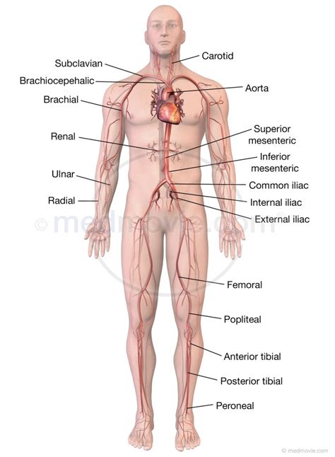 Major Blood Vessel Chart Major Arteries Veins And Nerves Of The Body