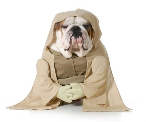 Hundreds of male and female bulldog names. Unusual Boy Puppy Names For Out Of The Ordinary Dogs